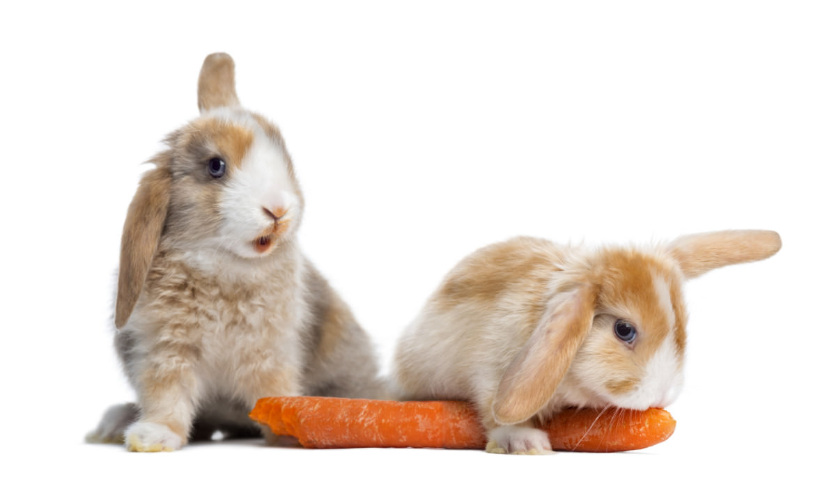 conigli mangiano una carota