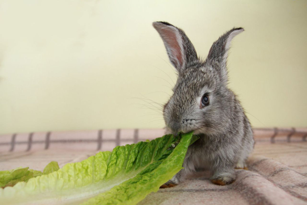 Consigli per l'alimentazione dei conigli