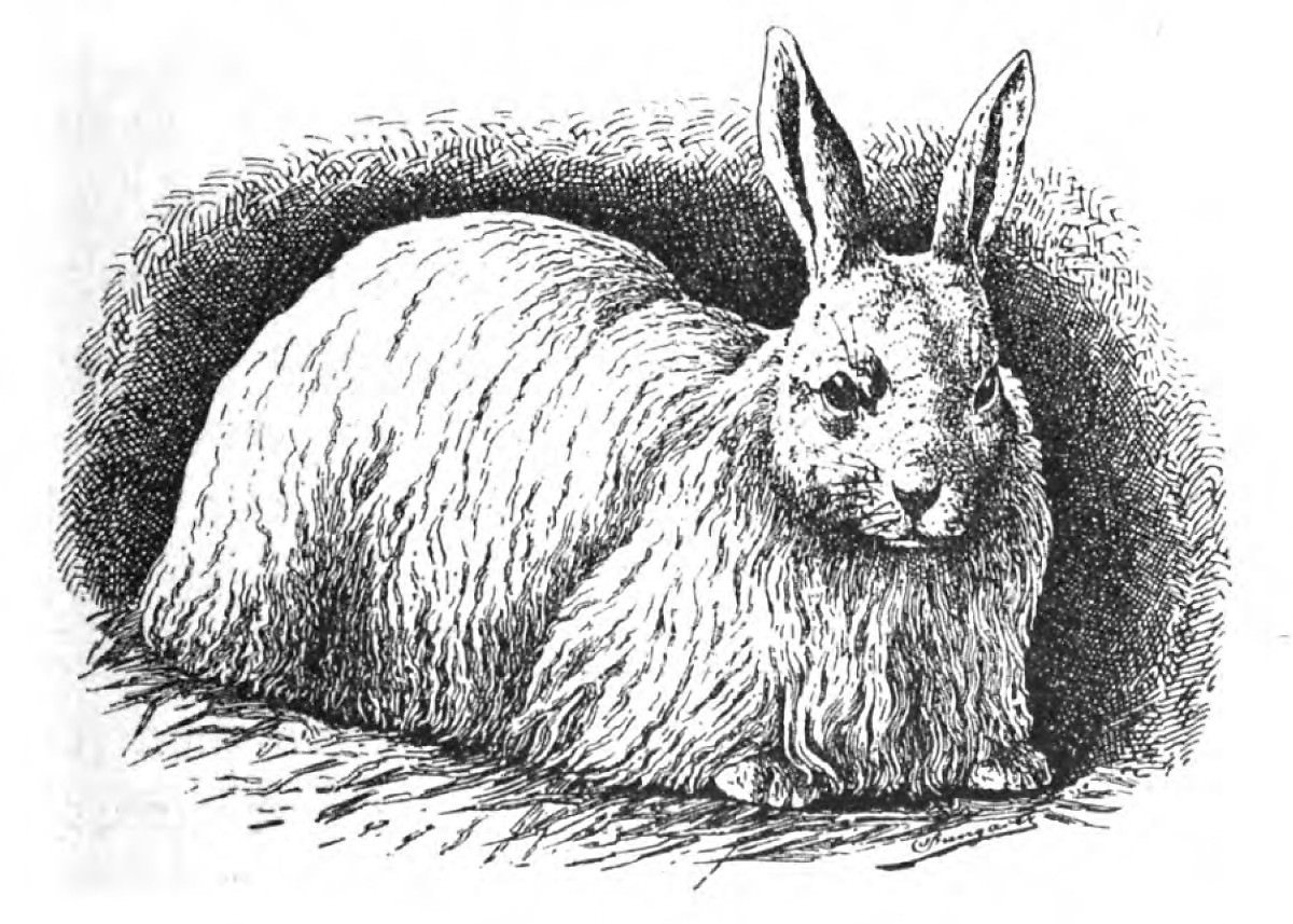 La storia del coniglio d'Angora