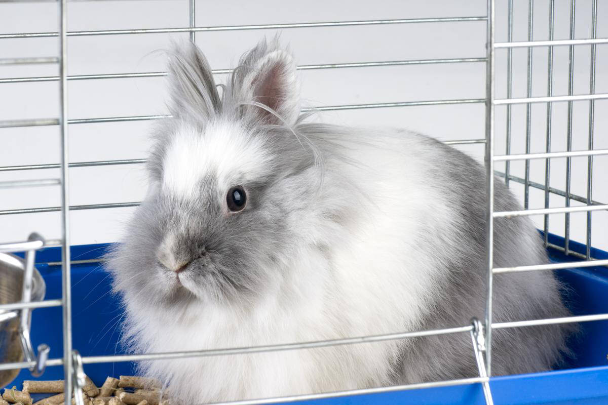 Coniglio Angora