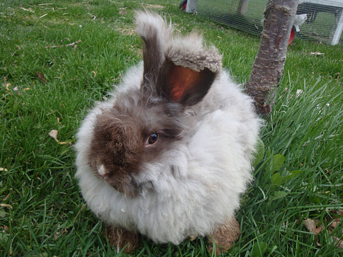 Coniglio Angora