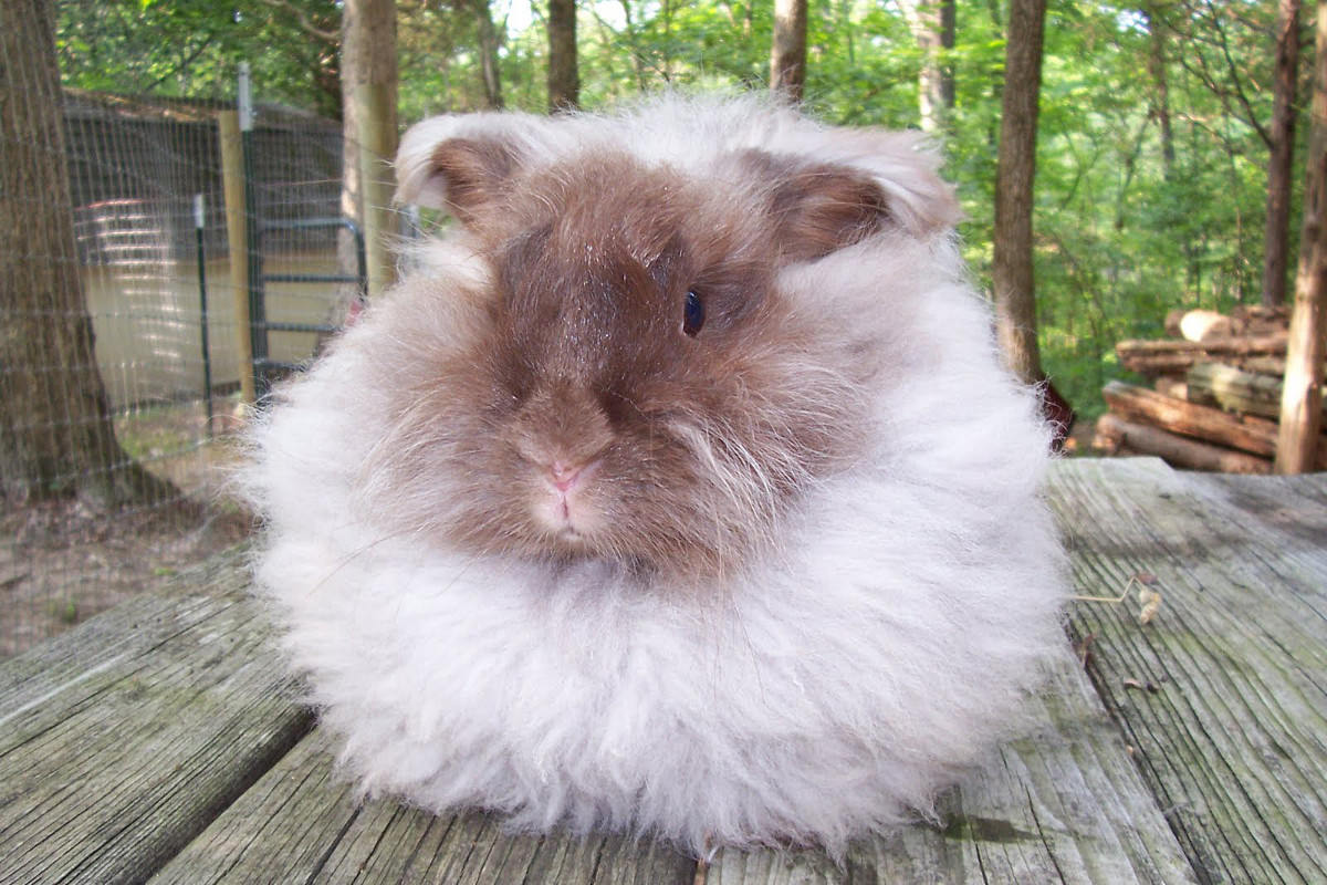 Coniglio Angora