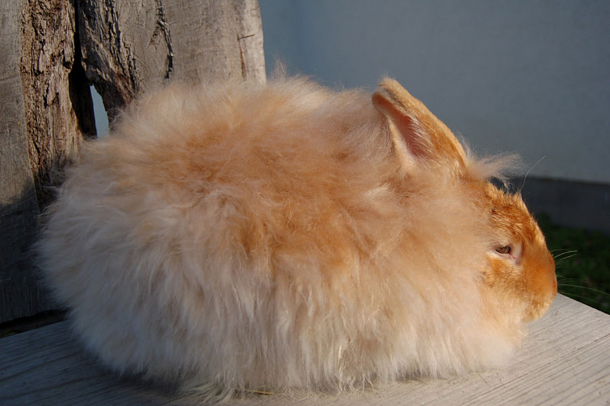 Coniglio Angora