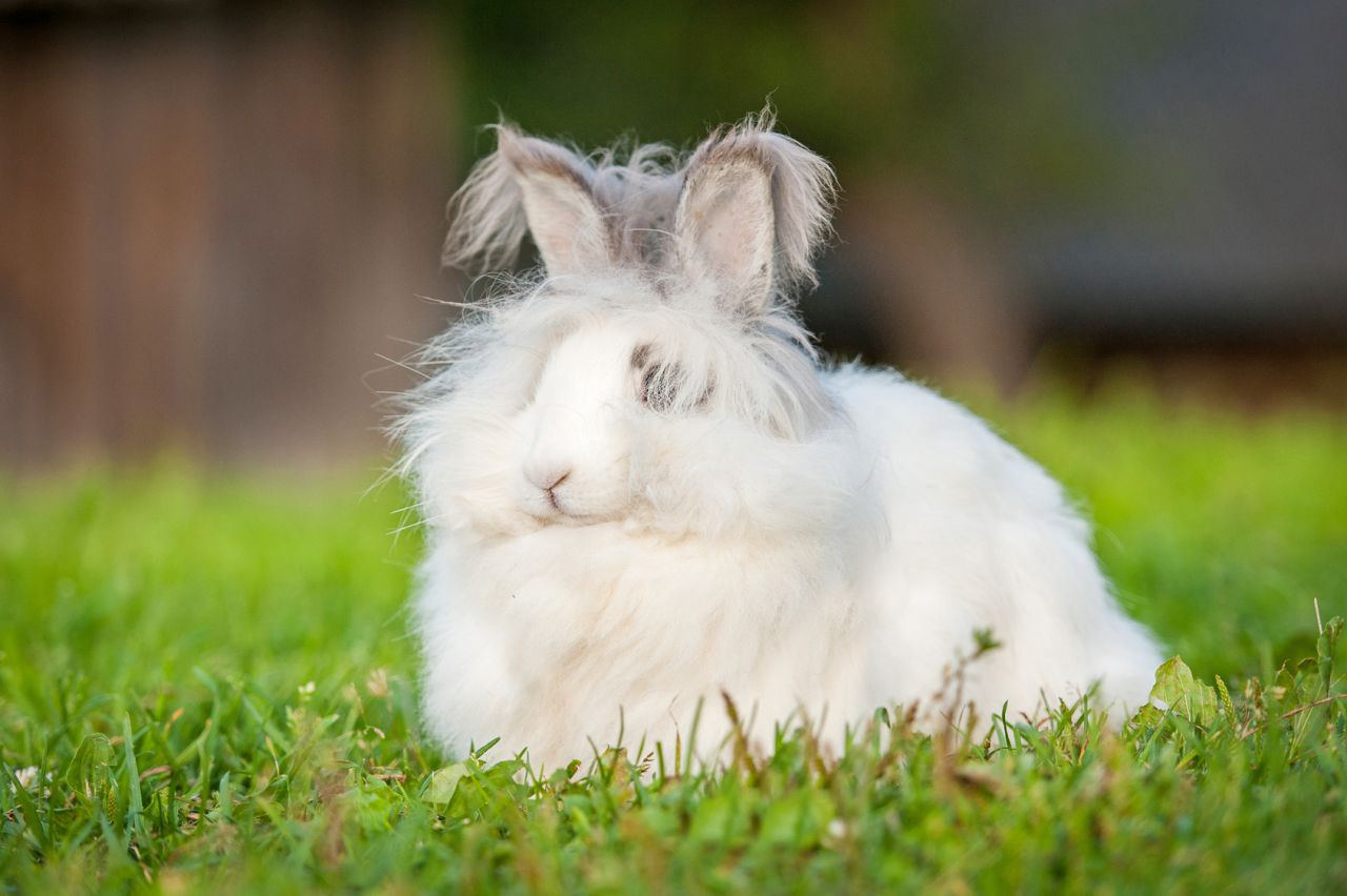Coniglio Angora