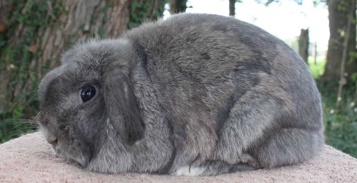 Panadería magia Inferior Quanto vivono i conigli? Consigli per far vivere più a lungo un coniglio