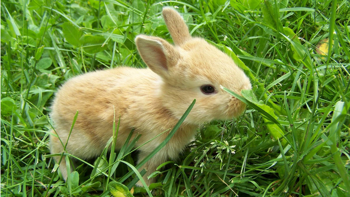 L'alimentazione di un coniglio cucciolo - e se non funziona?