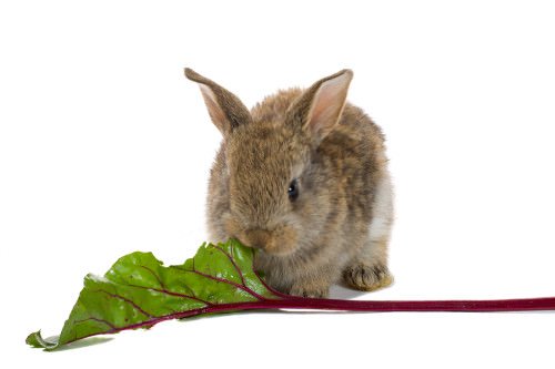 coniglio mangia una foglia di barbabietola