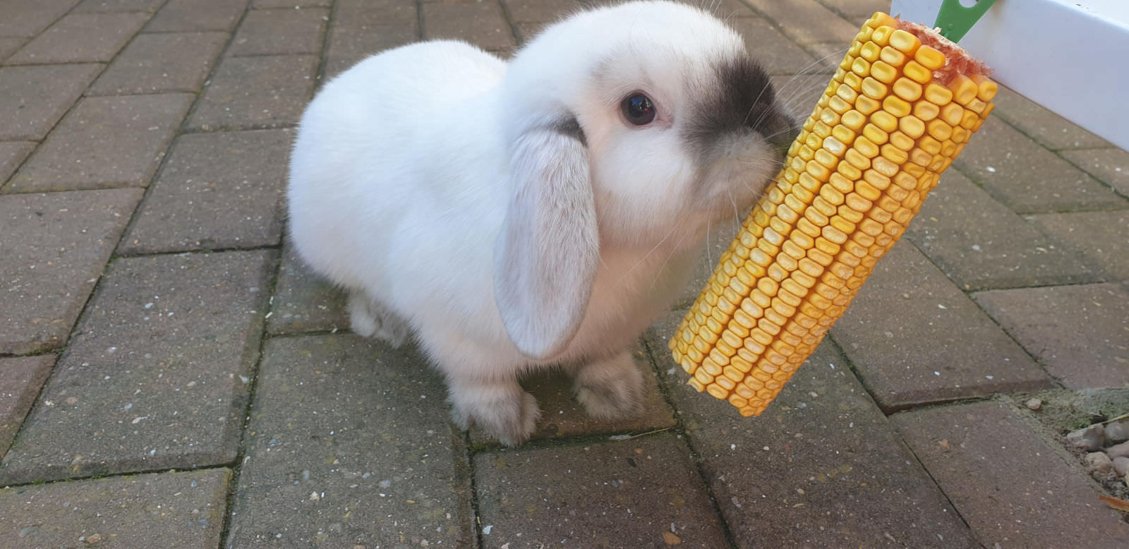 coniglio mangia il mais