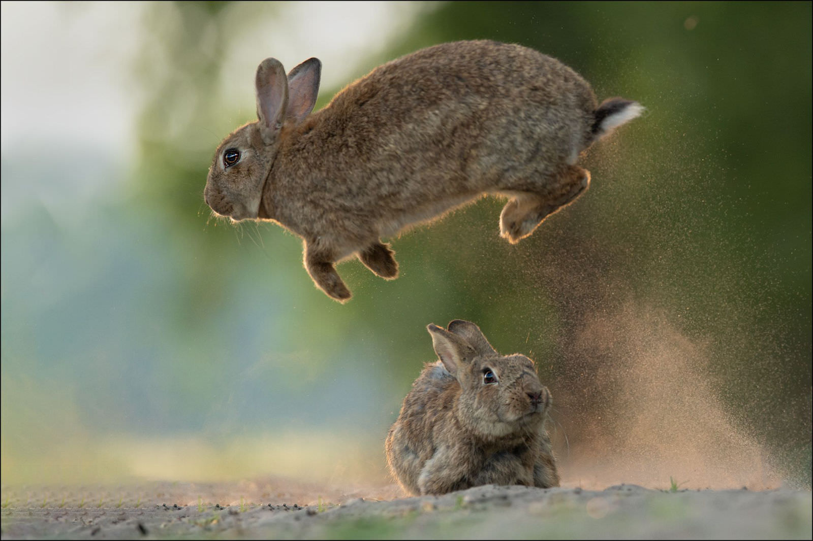 coniglio salta