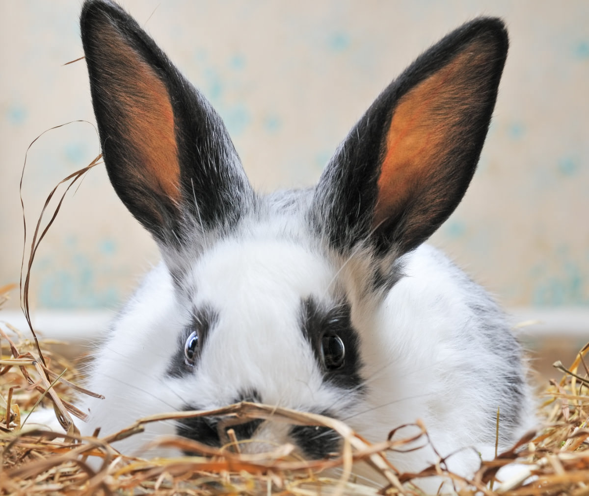Rimedi casalinghi per curare l'inappetenza del coniglio