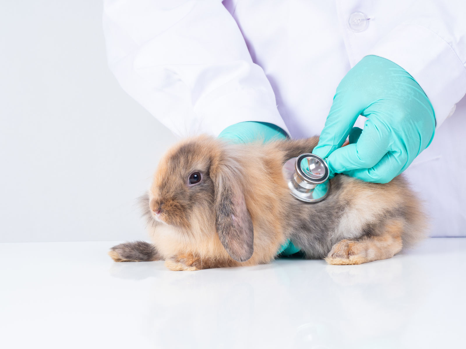 problemi respiratori nei conigli