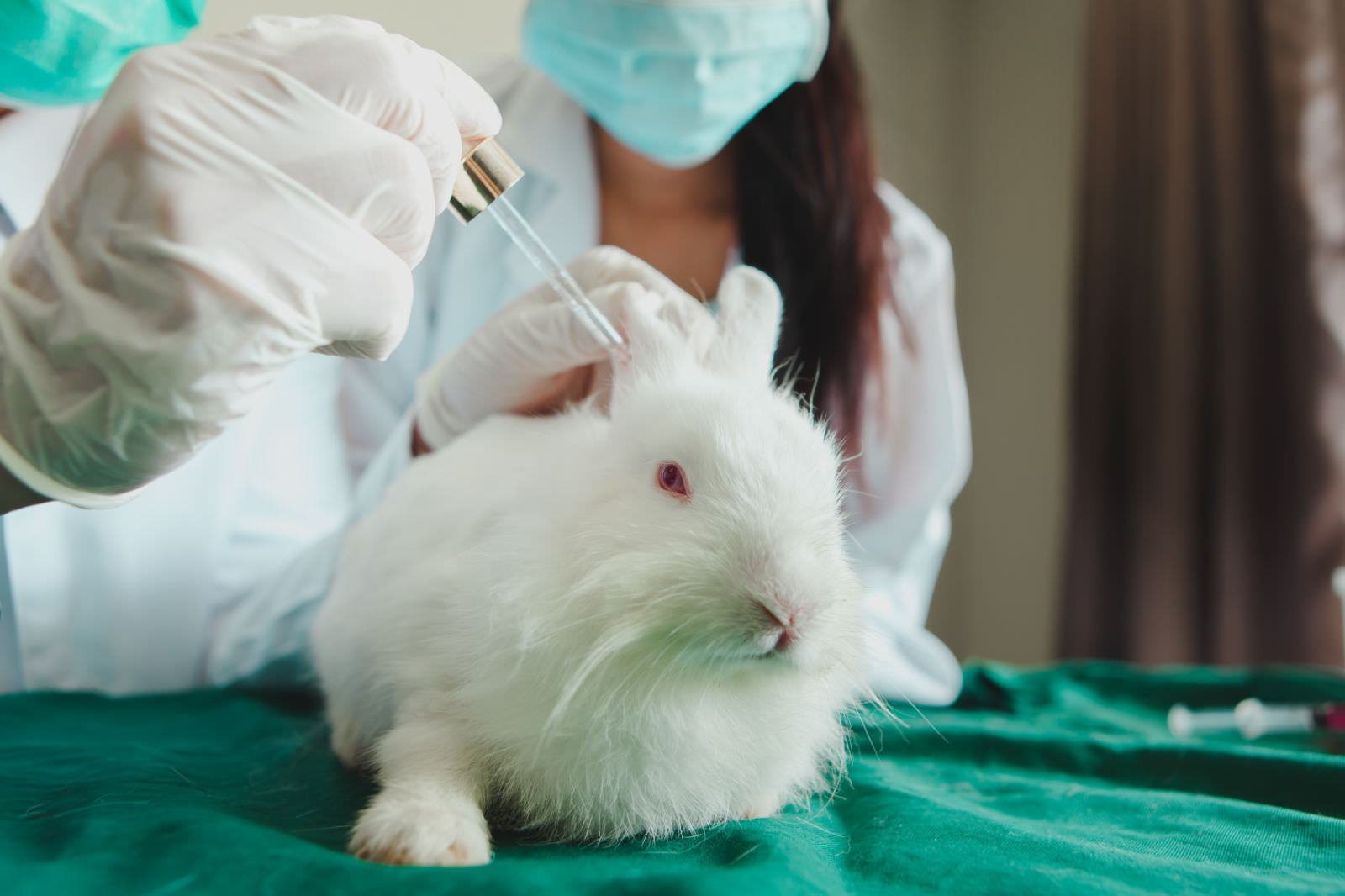 veterinario controlla le orecchie del coniglio