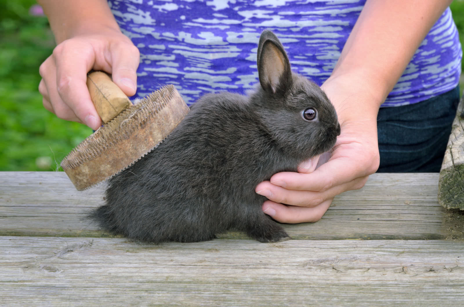 spazzolare un coniglio