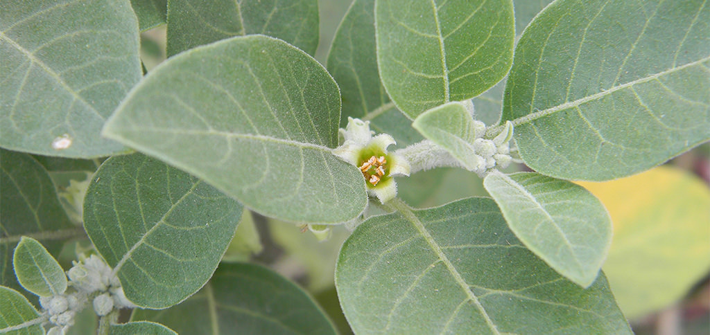 Ginseng Indiano per cani