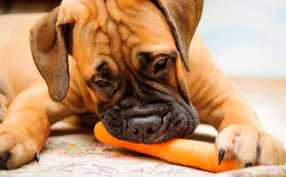 I cani possono mangiare carote?