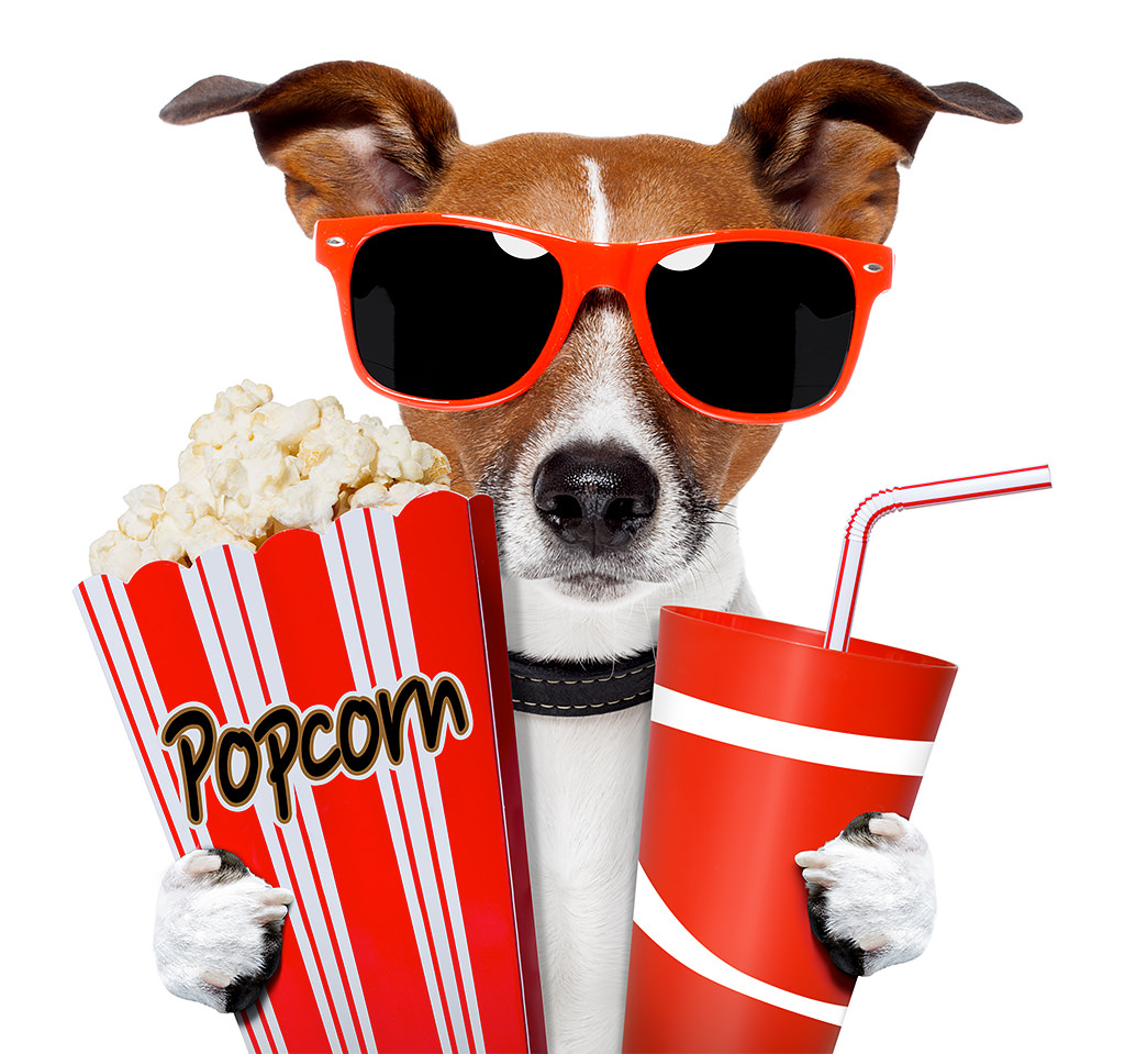 I cani possono mangiare popcorn?