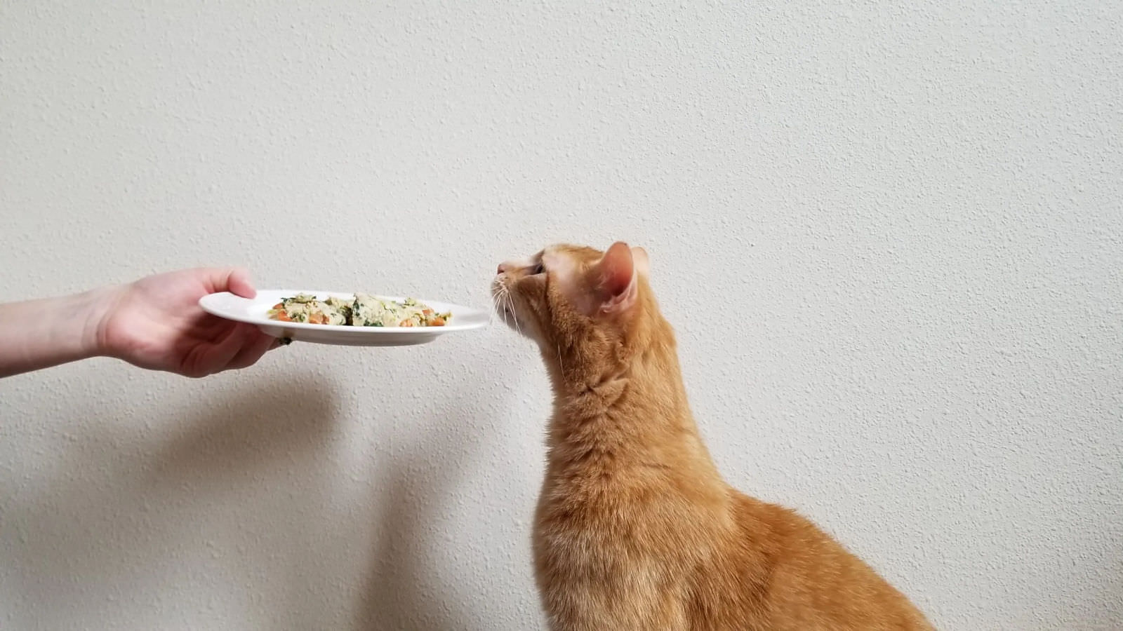 alimentazione per un gatto costipato