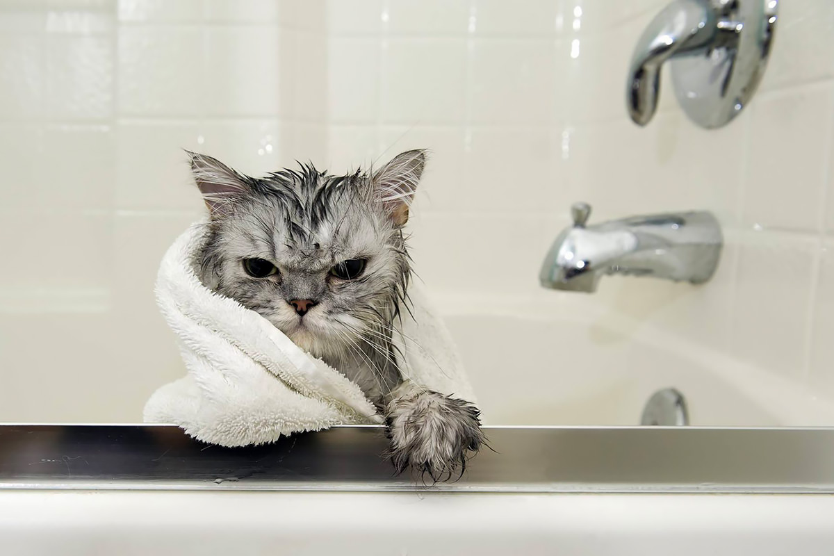 bagno gatto 