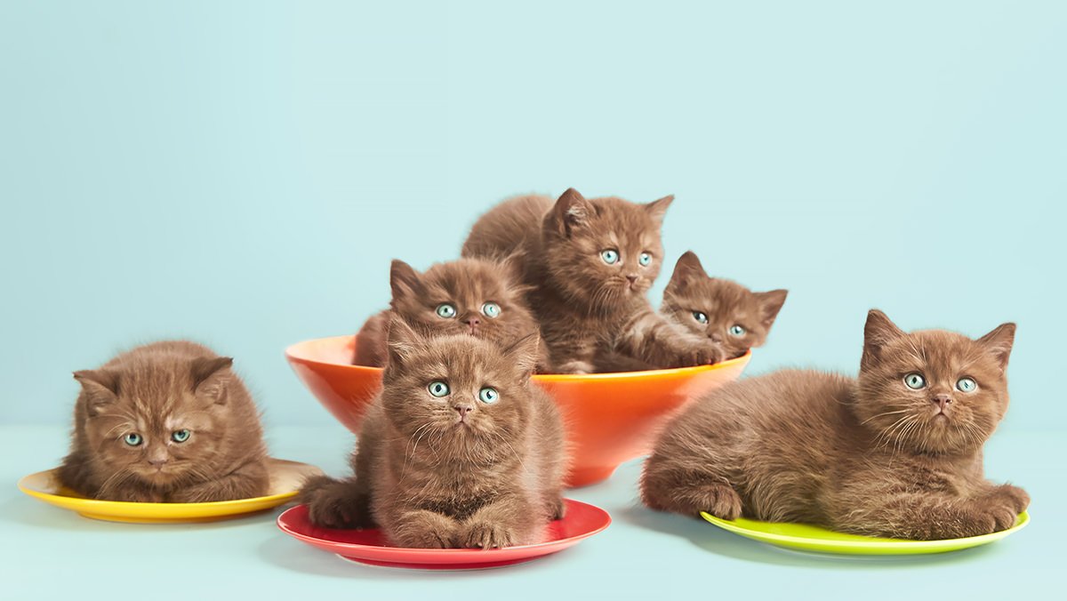 cibo per gattini