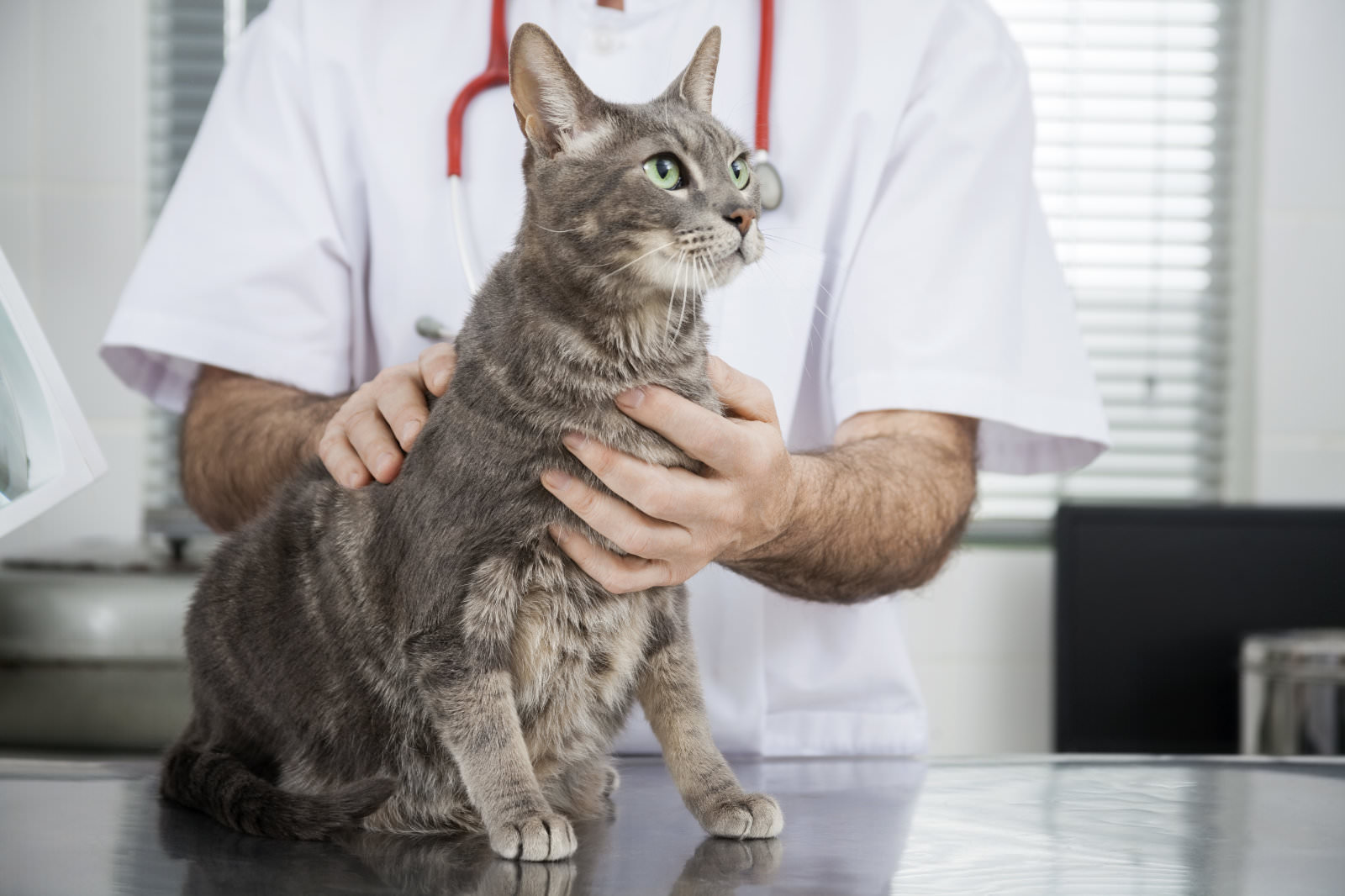 gatto dal veterinario: epilessia