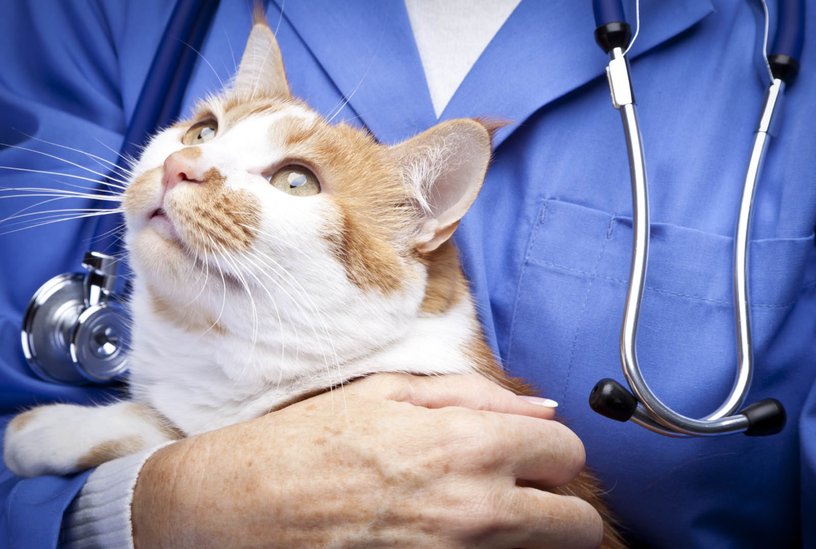 gatto veterinario epilessia