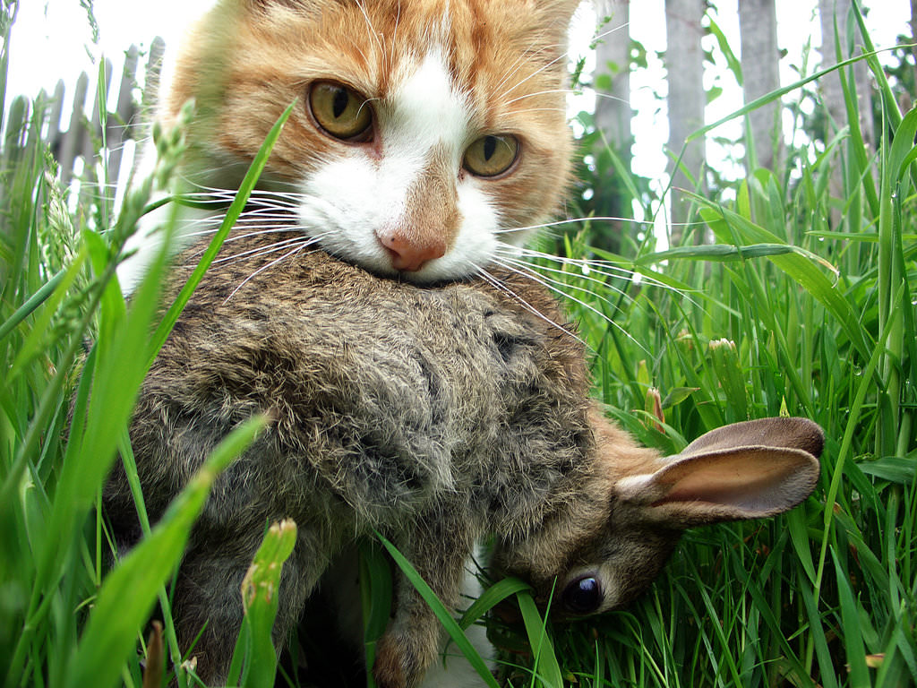 Gatto predatore con la preda (coniglio)