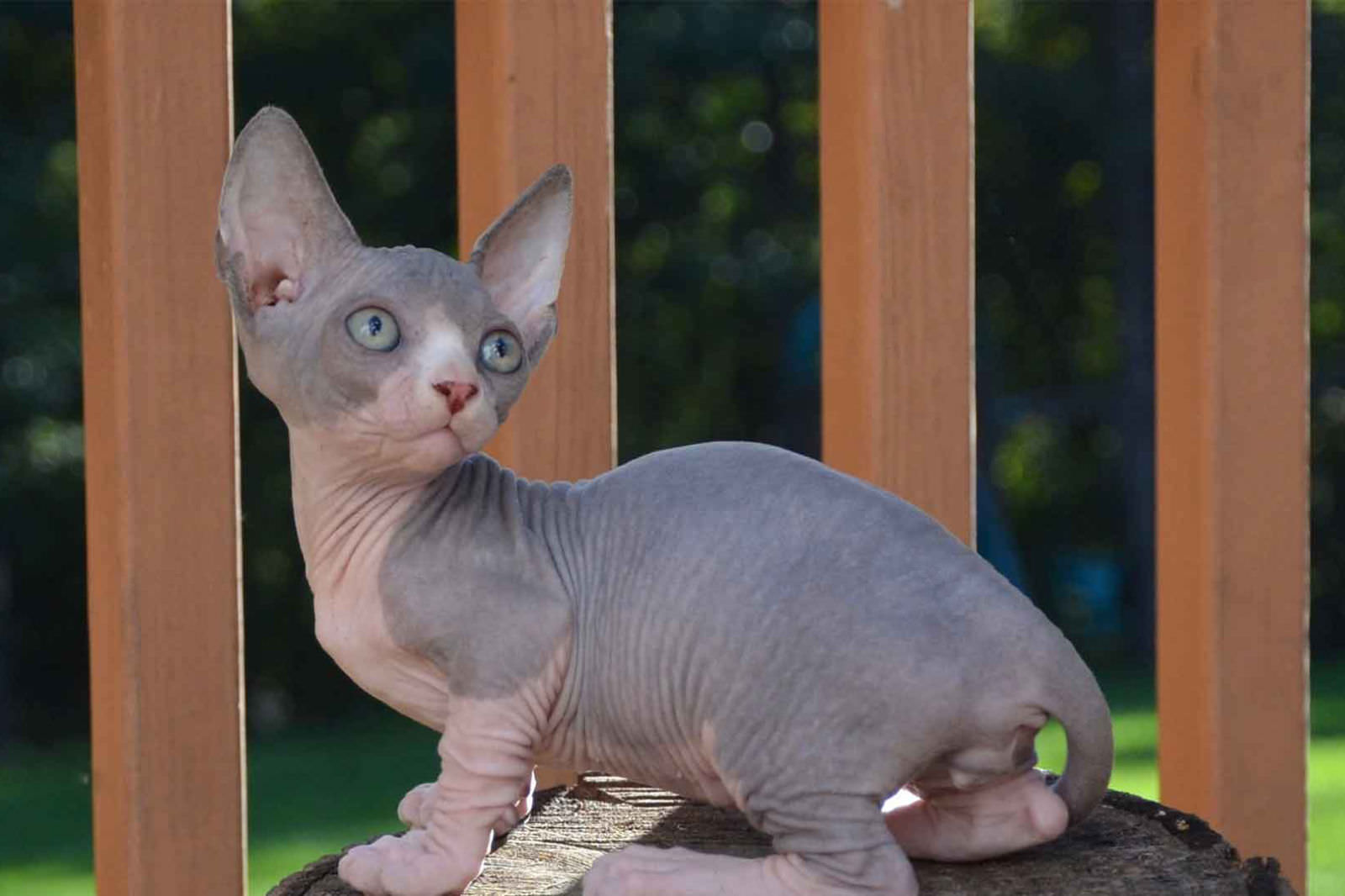 Bambino