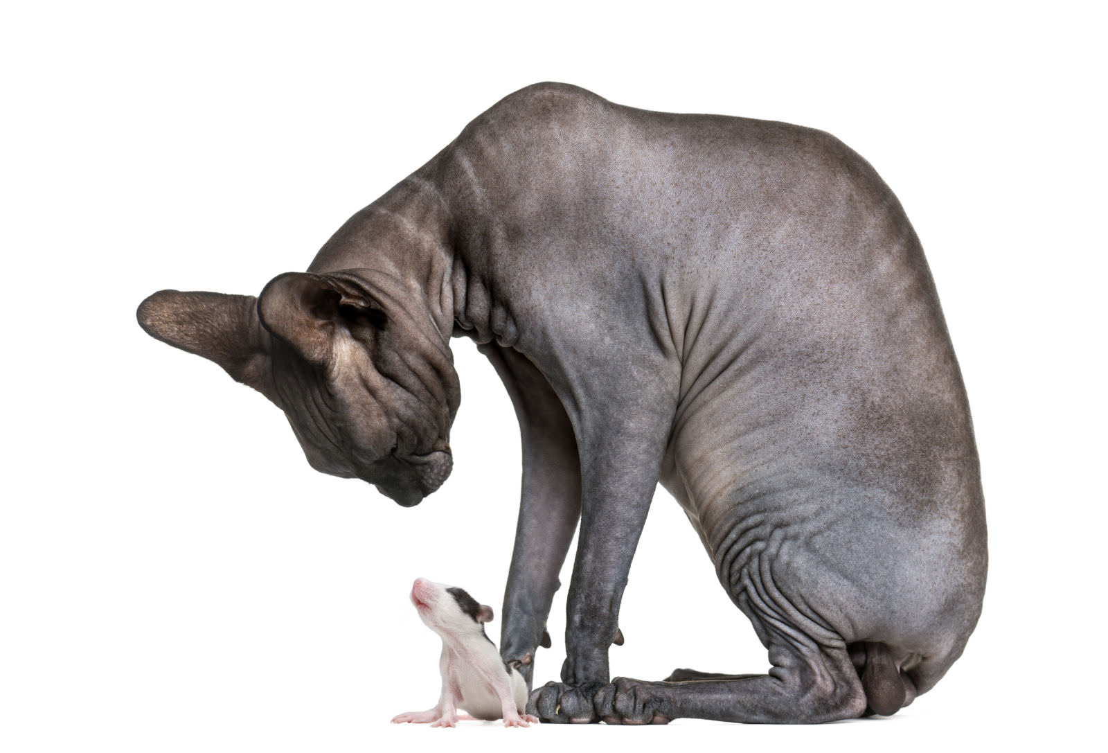 Sphynx