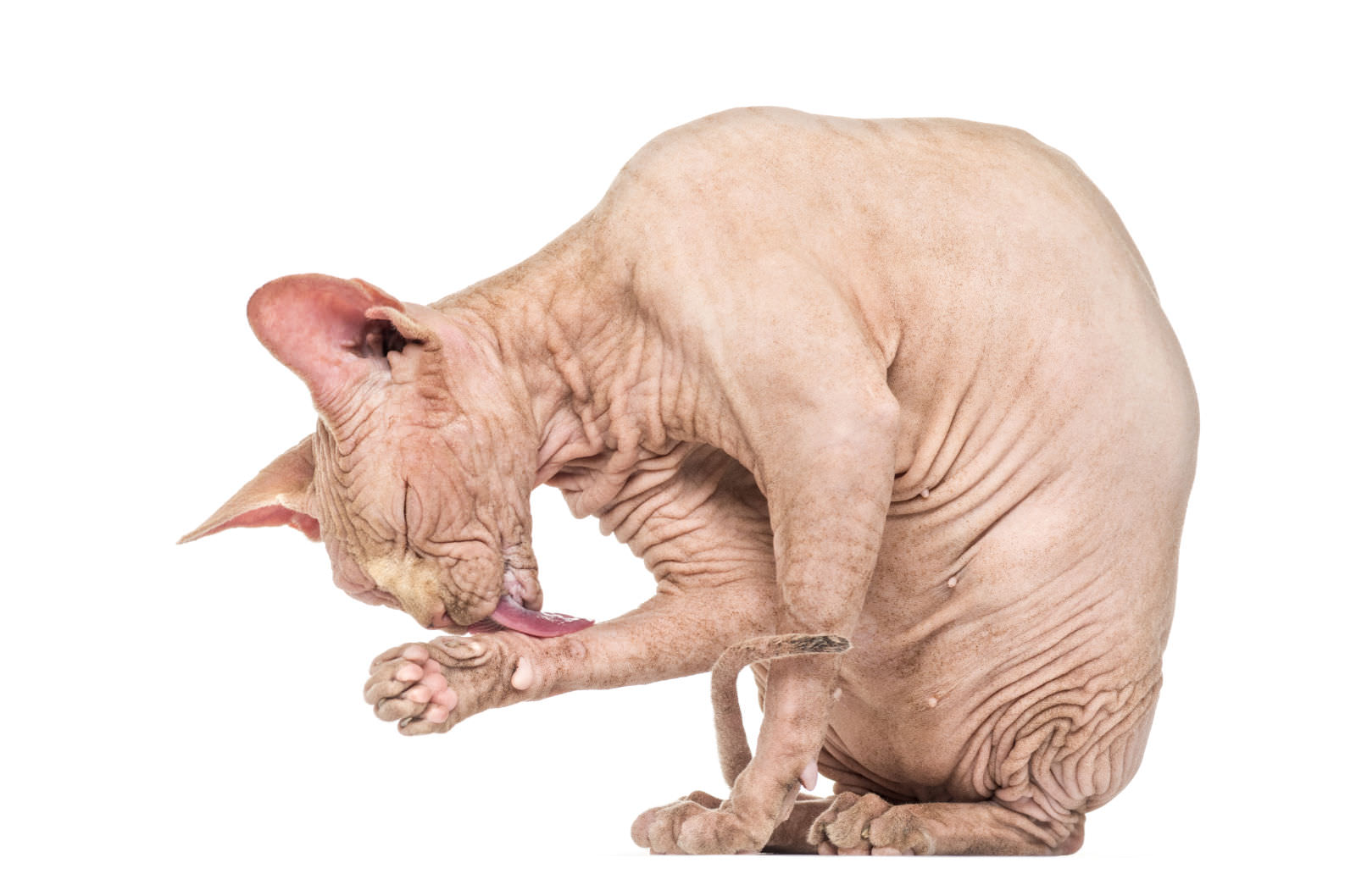 Sphynx