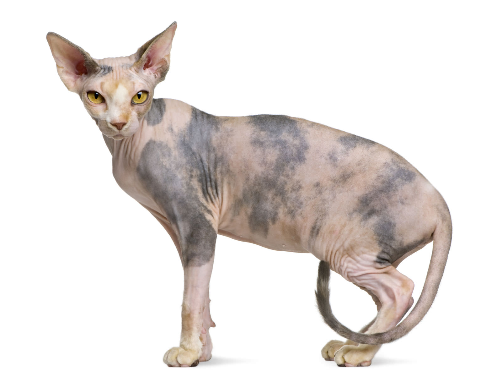 Sphynx