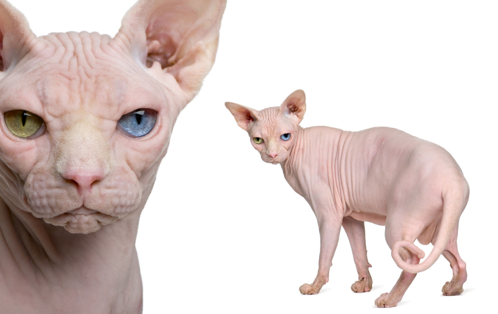 Sphynx