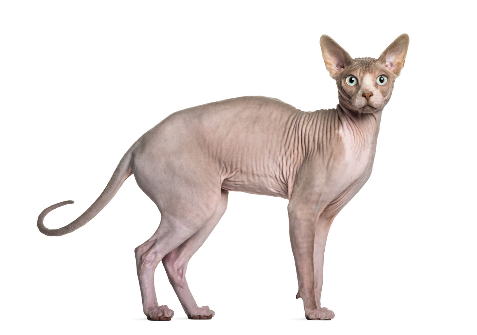 Sphynx