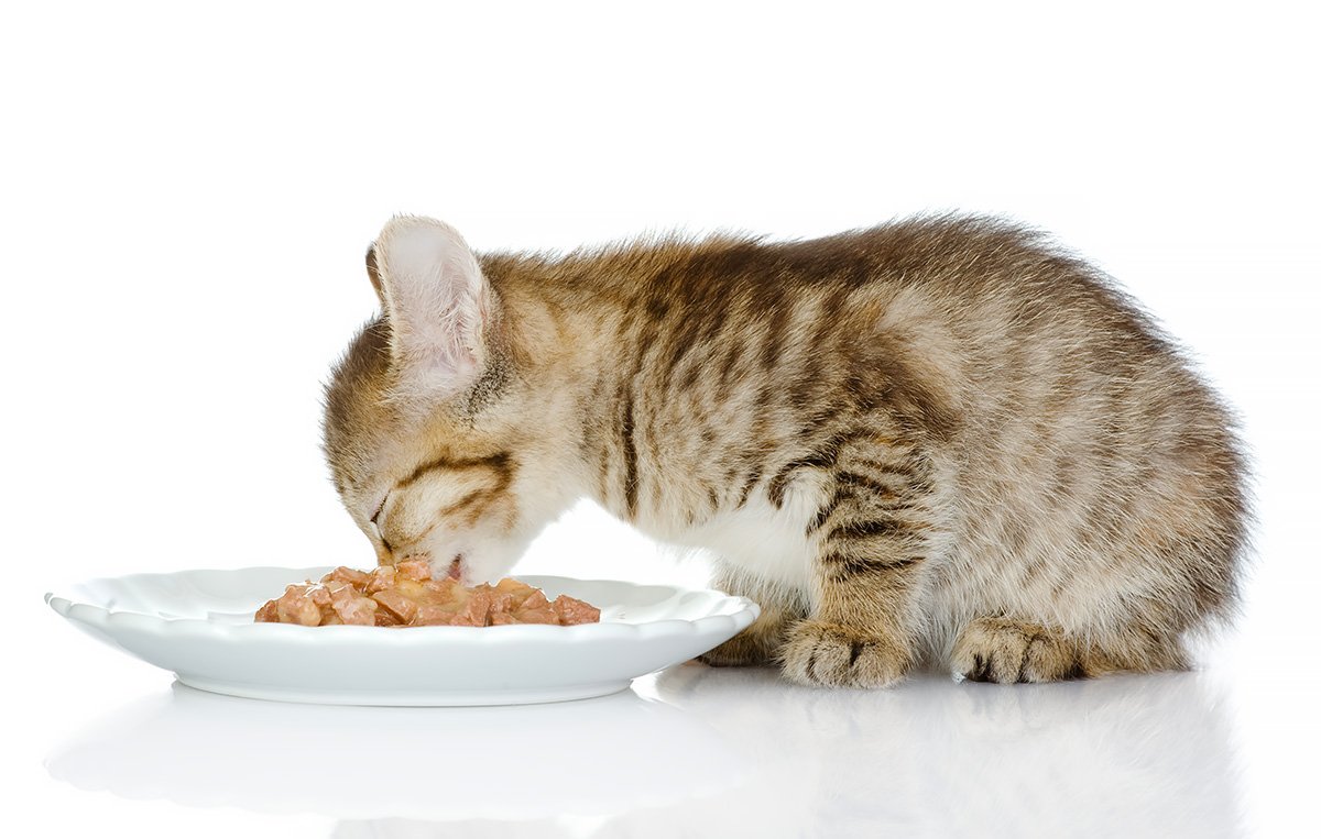 alimentazione ideale di un gatto