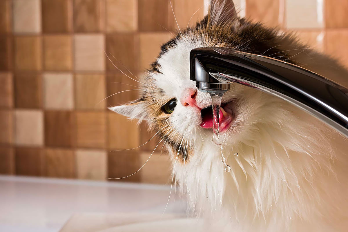 gatto beve acqua 