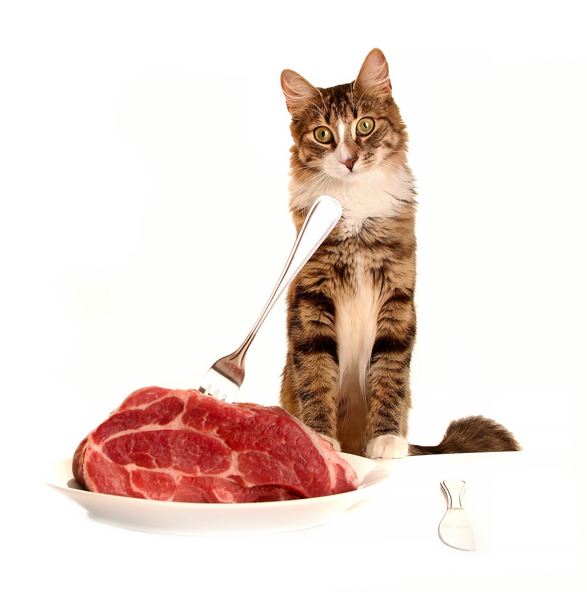 Ai gatti piace il cibo crudo?