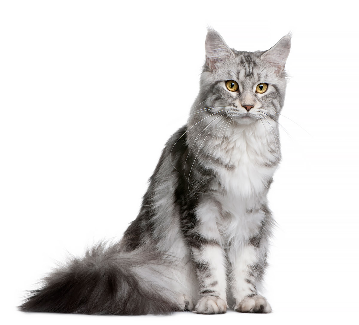 gatto maine coon