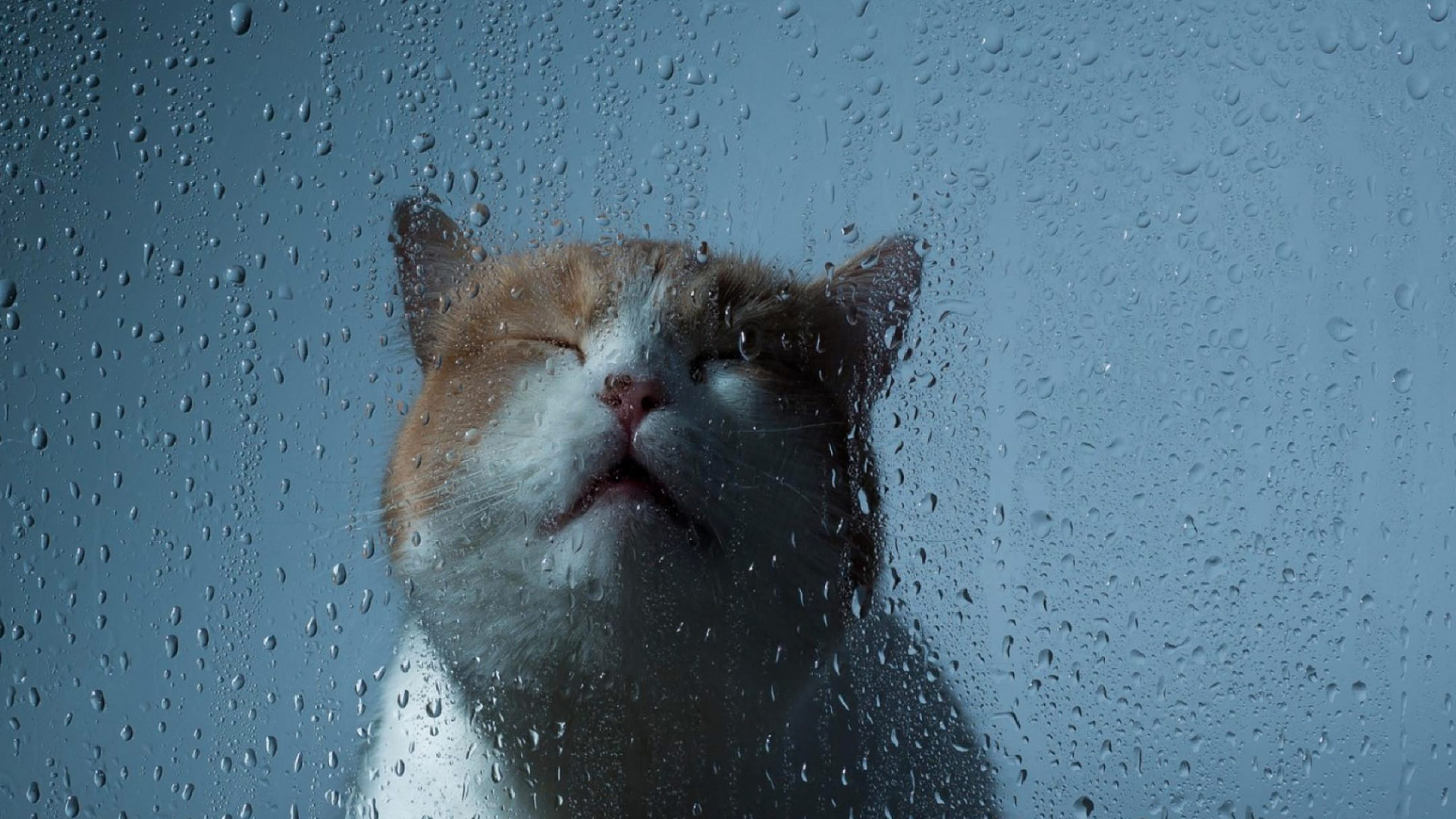 Gatto sotto la pioggia