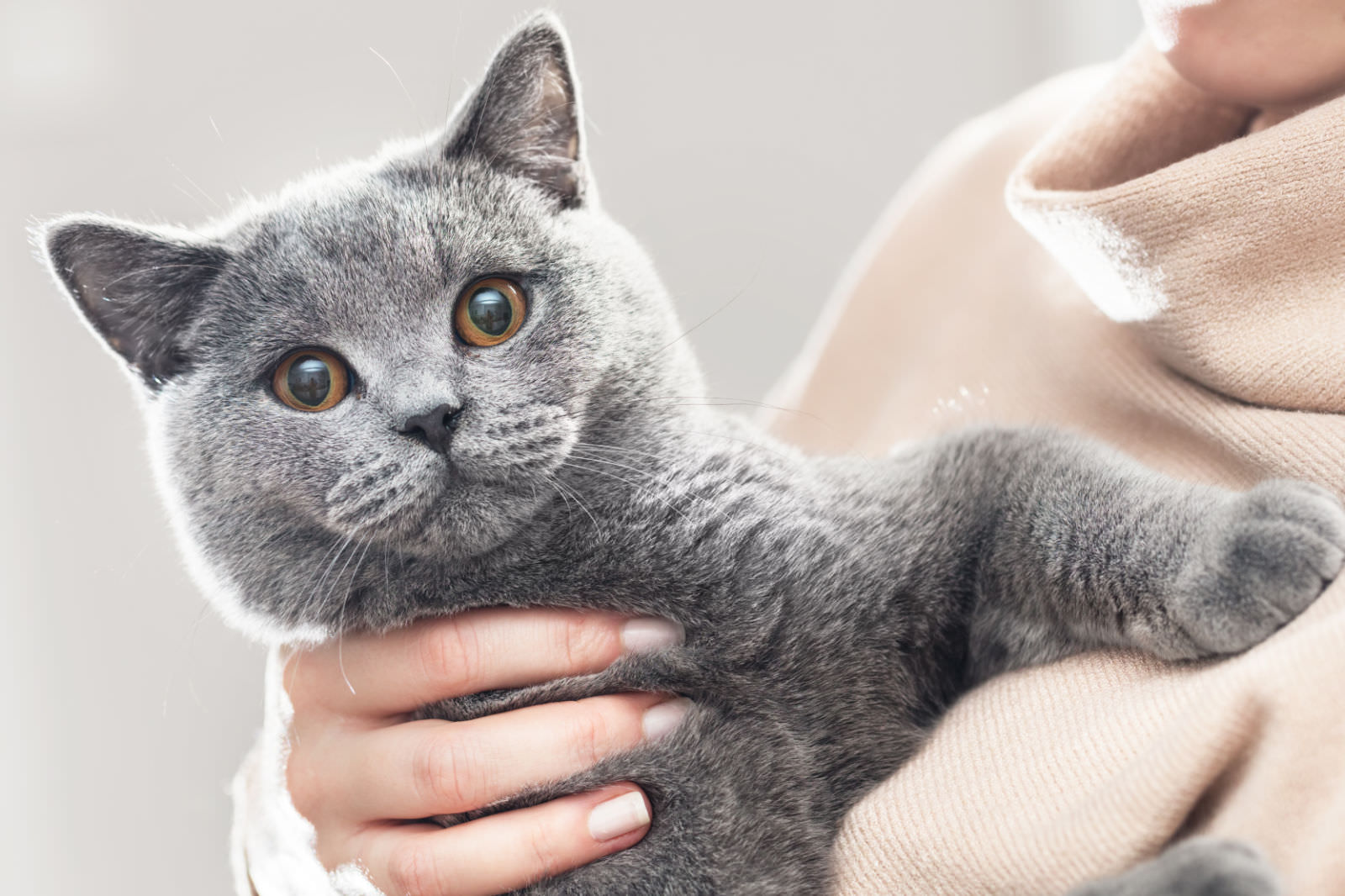British Shorthair