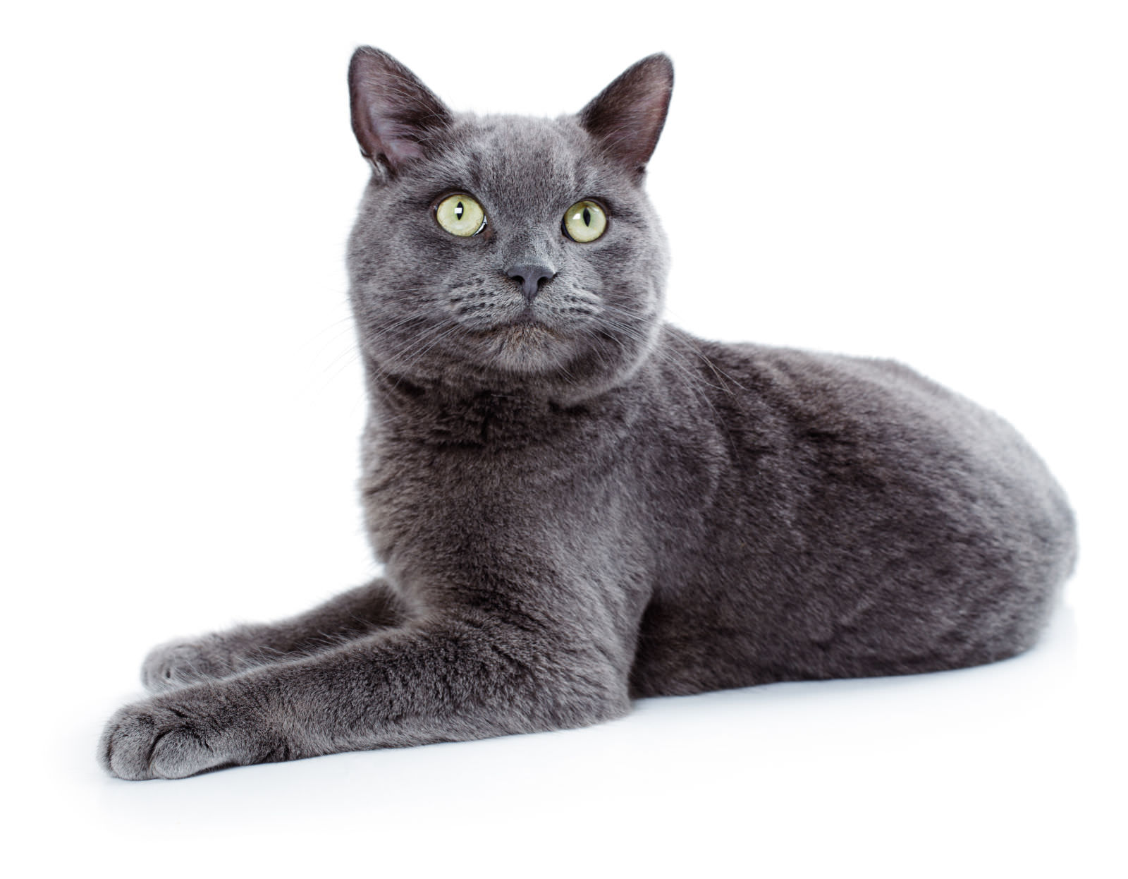 gatto Korat
