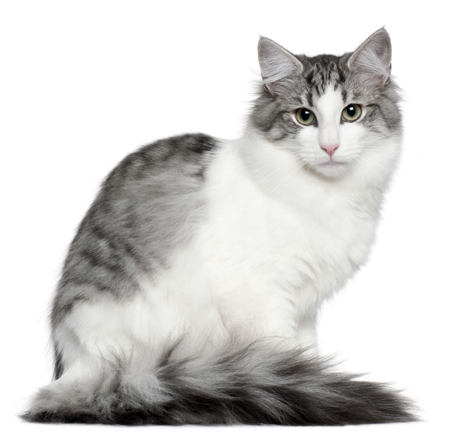 Gatto delle foreste norvegesi