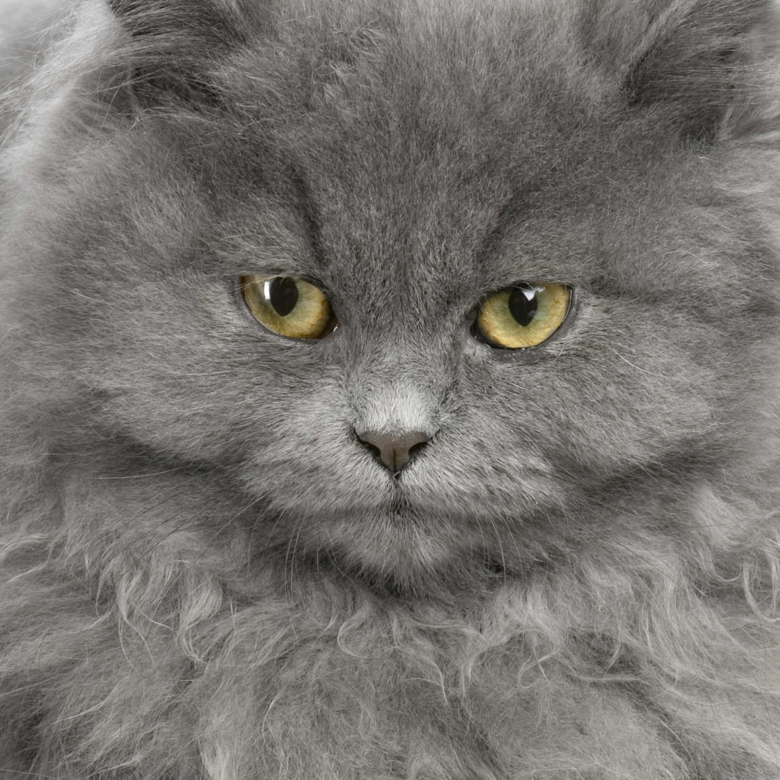 Persiano
