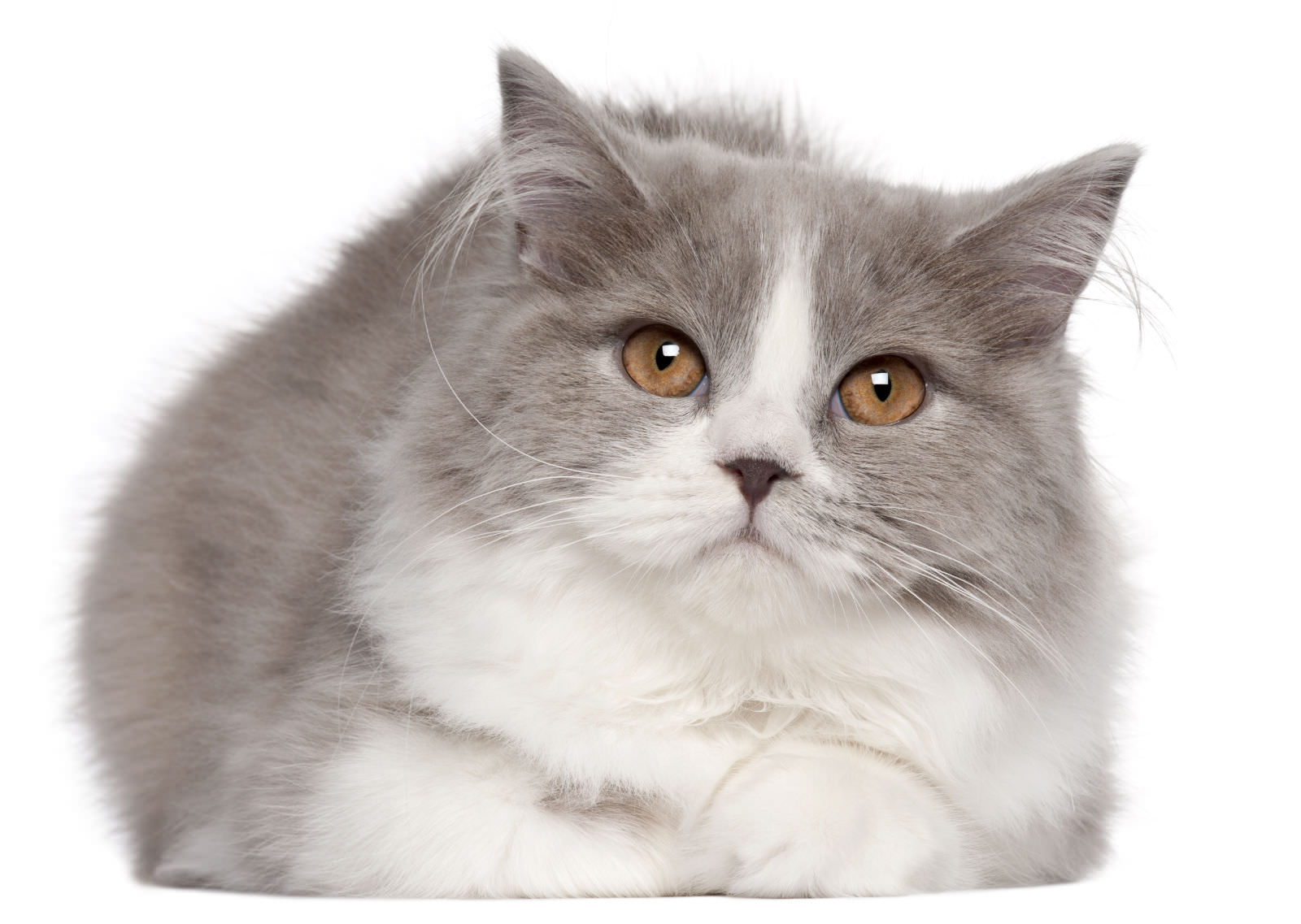 British Longhair