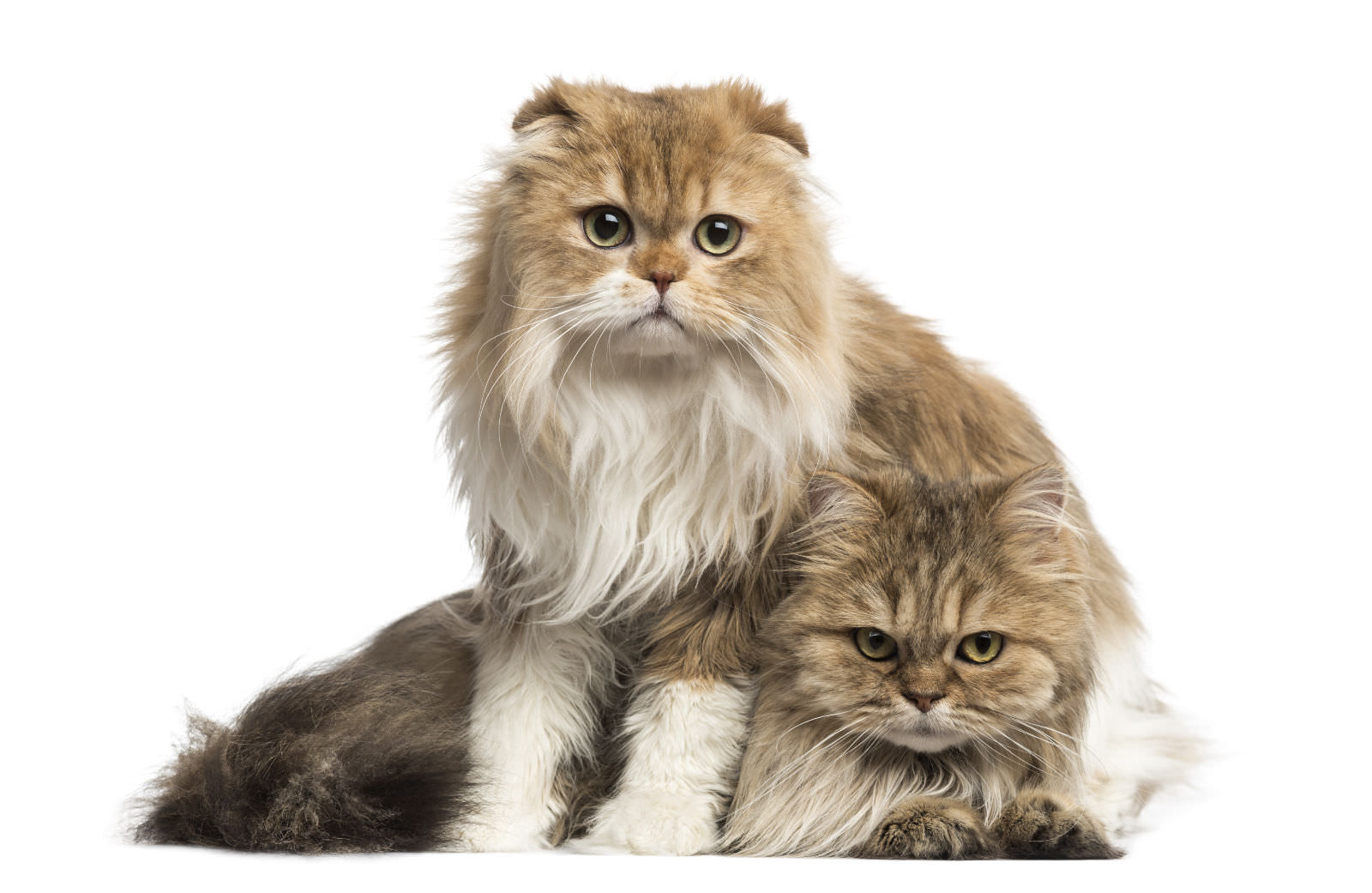 British Longhair