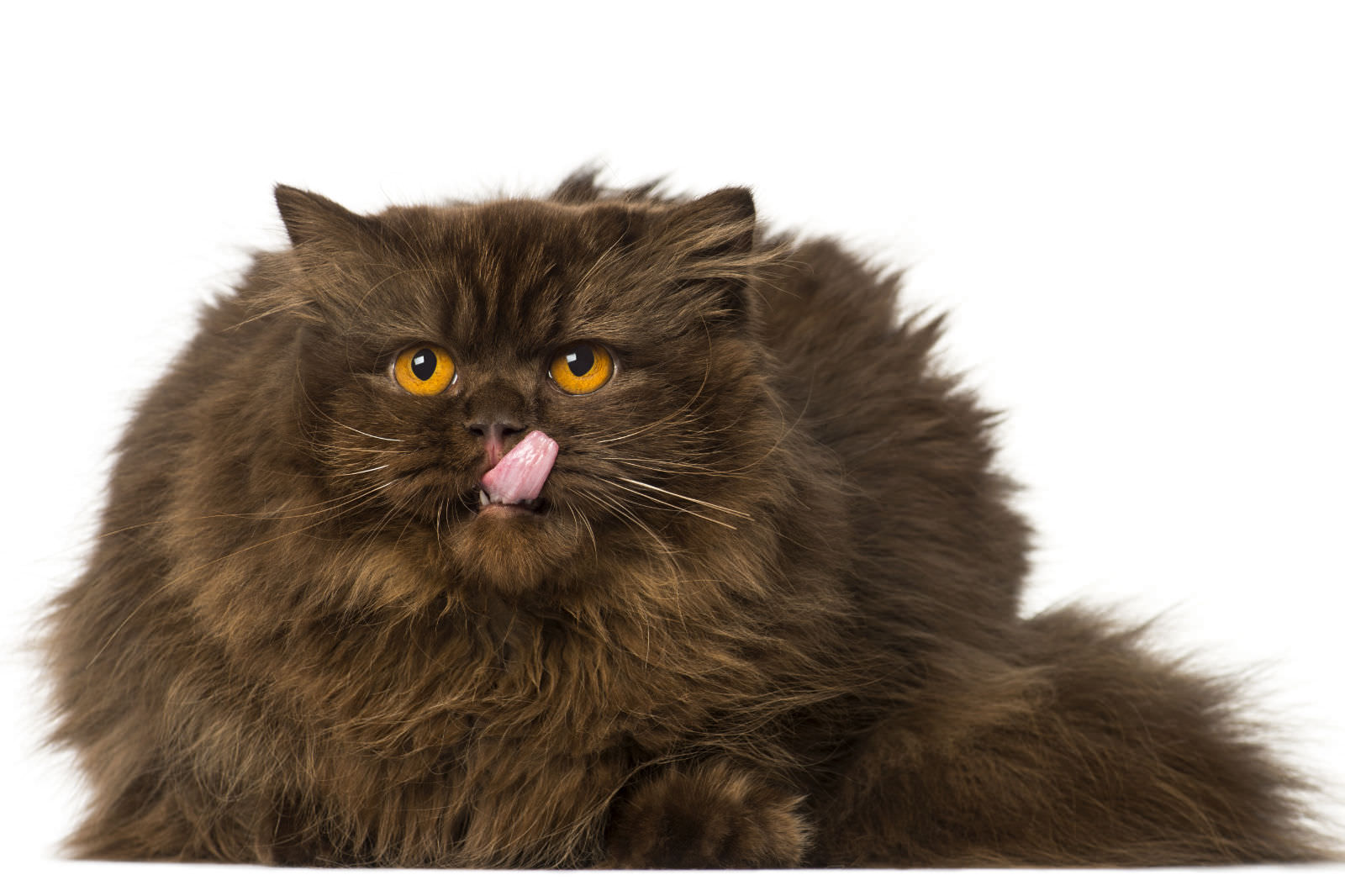 British Longhair