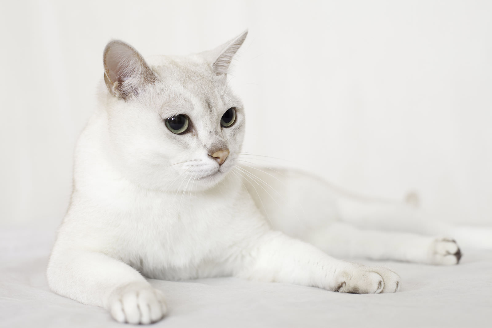 Burmilla