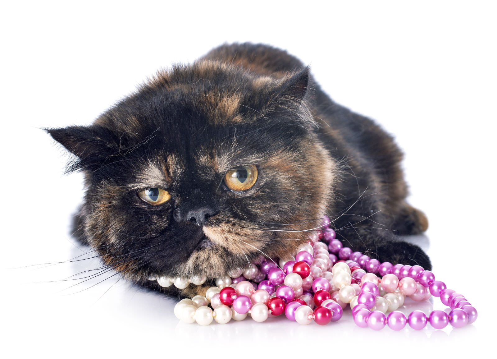 Exotic Shorthair