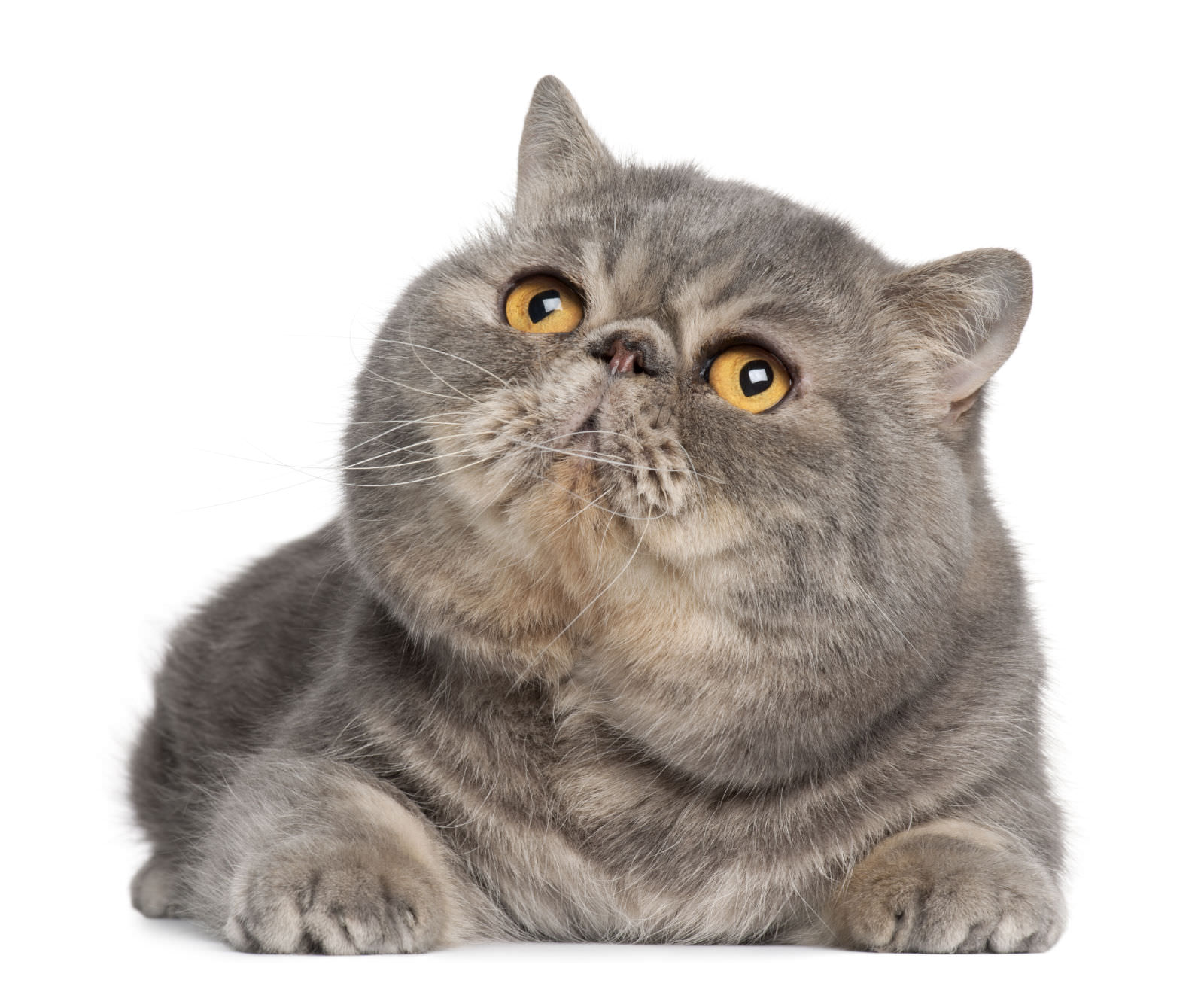Exotic Shorthair