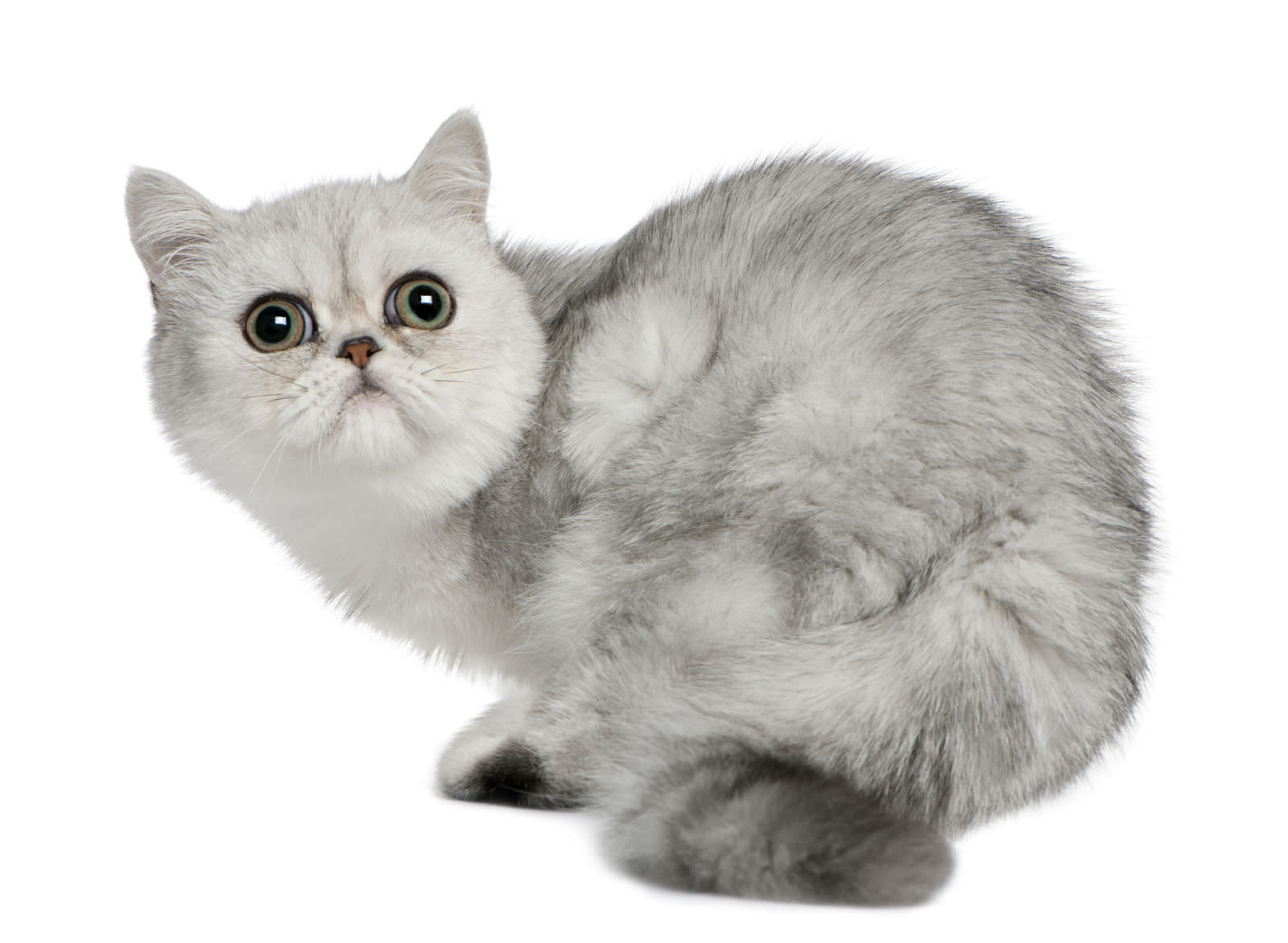 Exotic Shorthair