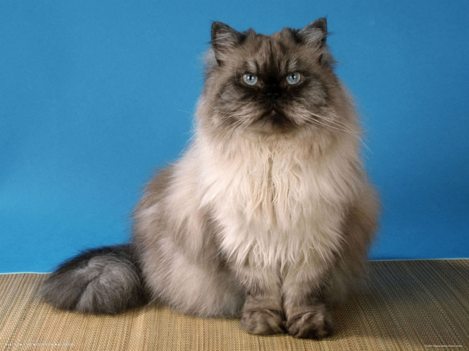 Himalayano