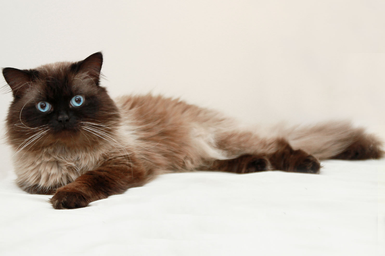 Himalayano